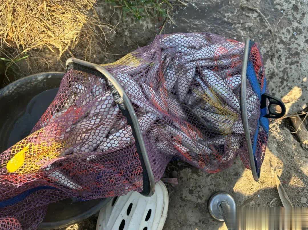 钓肯定也能, 没啥好说的